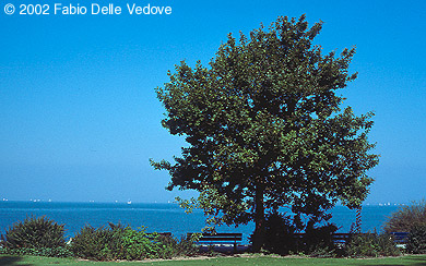 Zum Vergrößern klicken - Blick von der Seepromenade auf den Bodensee (Rorschach, September 2002).